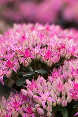 Orpin Sedum spectabile 'Carl' 5-10 pot P9 Sedum spectabile 'Carl'