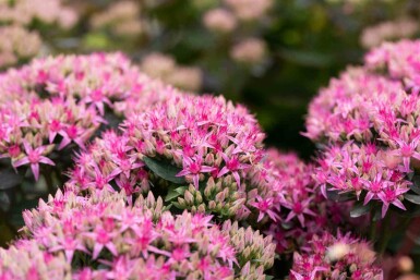 Orpin Sedum spectabile 'Carl' 5-10 pot P9 Sedum spectabile 'Carl'