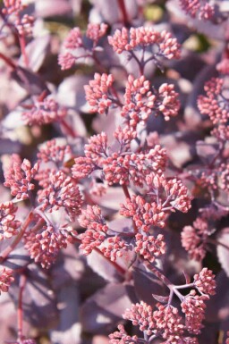Orpin Sedum telephium 'Karfunkelstein' 5-10 pot P9 Sedum telephium 'Karfunkelstein'