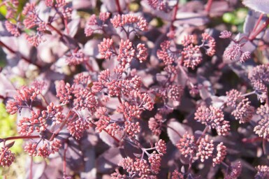 Orpin Sedum telephium 'Karfunkelstein' 5-10 pot P9 Sedum telephium 'Karfunkelstein'