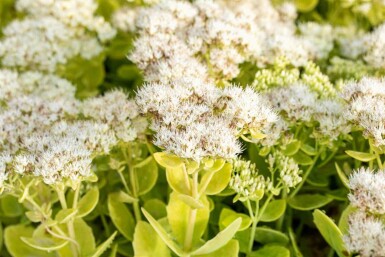 Sedum brillant Sedum spectabile 'Stardust' 5-10 pot P9 Sedum spectabile 'Stardust'