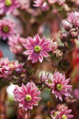 Barbe de jupiter Sempervivum arachnoideum 5-10 pot P9 Sempervivum arachnoideum