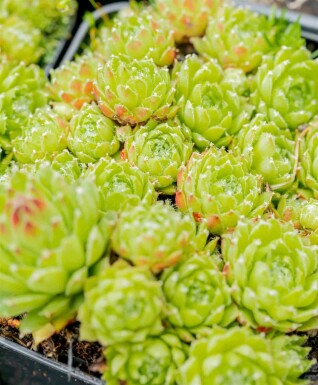 Barbe de jupiter Sempervivum arachnoideum 5-10 pot P9 Sempervivum arachnoideum