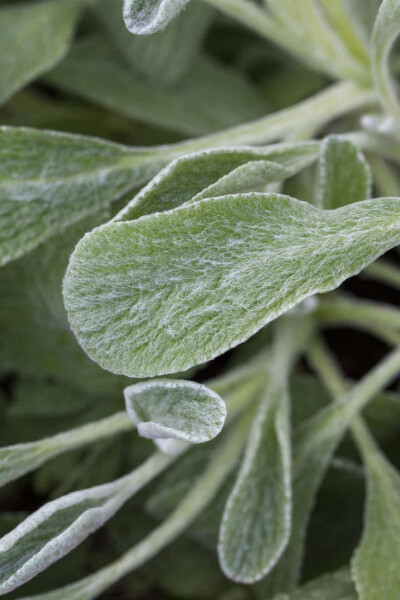 Thé de montagne Sideritis syriaca 5-10 pot P9 Sideritis syriaca