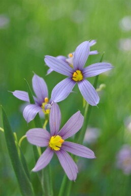 Sisie Sisyrinchium angustifolium 5-10 pot P9 Sisyrinchium angustifolium