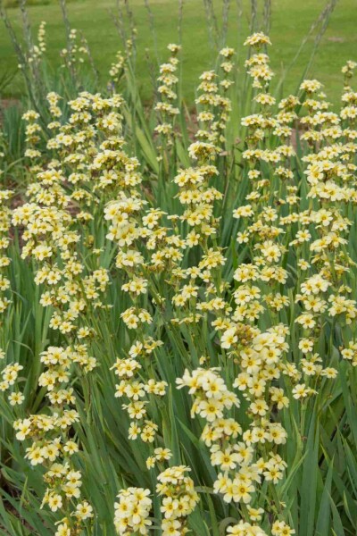 Bermudienne striée Sisyrinchium striatum 5-10 pot P9 Sisyrinchium striatum