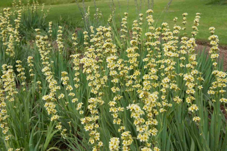Bermudienne striée Sisyrinchium striatum 5-10 pot P9 Sisyrinchium striatum