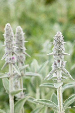 Oreille de lapin Stachys byzantina 'Big Ears' 5-10 pot P9 Stachys byzantina 'Big Ears'