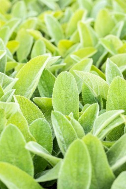 Oreille de lapin Stachys byzantina 'Big Ears' 5-10 pot P9 Stachys byzantina 'Big Ears'