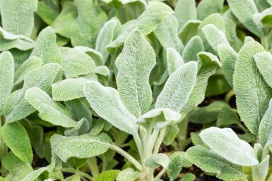 Épiaire laineuse Stachys byzantina 'Silver Carpet' 5-10 pot P9 Stachys byzantina 'Silver Carpet'