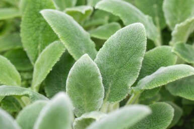 Épiaire laineuse Stachys byzantina 'Silver Carpet' 5-10 pot P9 Stachys byzantina 'Silver Carpet'