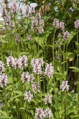 Epiaire alpine Stachys monieri 'Rosea' 5-10 pot P9 Stachys monieri 'Rosea'