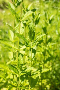 Épiaire des marais Stachys palustris 5-10 pot P9 Stachys palustris