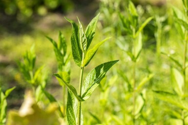 Épiaire des marais Stachys palustris 5-10 pot P9 Stachys palustris