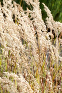 Stipe faux roseau Stipa calamagrostis 5-10 pot P9 Stipa calamagrostis