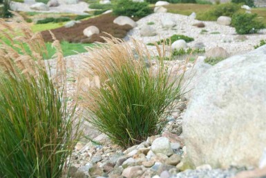 Stipe faux roseau Stipa calamagrostis 5-10 pot P9 Stipa calamagrostis