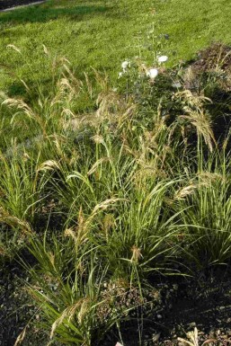 Herbe à plume Stipa capillata 5-10 pot P9 Stipa capillata