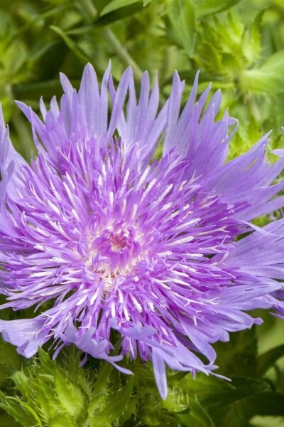 Stokesie Stokesia laevis 5-10 pot P9 Stokesia laevis