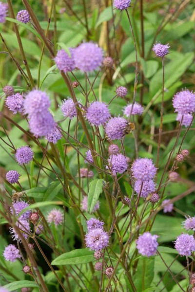 Scabieuse des prés Succisa pratensis 5-10 pot P9 Succisa pratensis