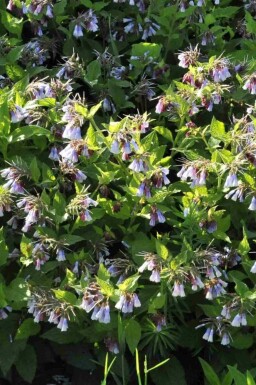 Consoude bleue Symphytum azureum 5-10 pot P9 Symphytum azureum