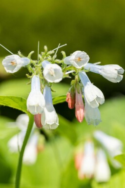 Grande consoude Symphytum grandiflorum 'Hidcote Blue' 5-10 pot P9 Symphytum grandiflorum 'Hidcote Blue'