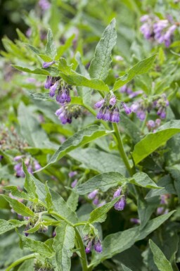 Consoude officinale Symphytum officinale 5-10 pot P9 Symphytum officinale