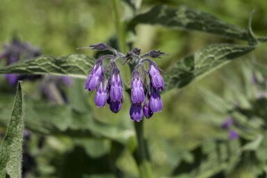 Consoude officinale Symphytum officinale 5-10 pot P9 Symphytum officinale