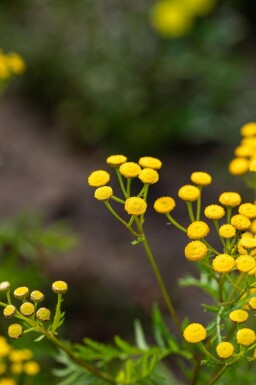 Tanaisie commune Tanacetum vulgare 5-10 pot P9 Tanacetum vulgare