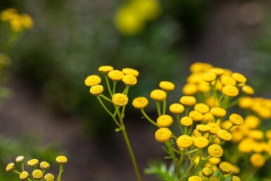 Tanaisie commune Tanacetum vulgare 5-10 pot P9 Tanacetum vulgare