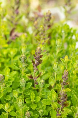 Germandrée petit-chêne Teucrium chamaedrys 5-10 pot P9 Teucrium chamaedrys