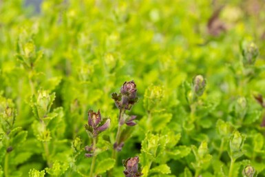 Germandrée petit-chêne Teucrium chamaedrys 5-10 pot P9 Teucrium chamaedrys