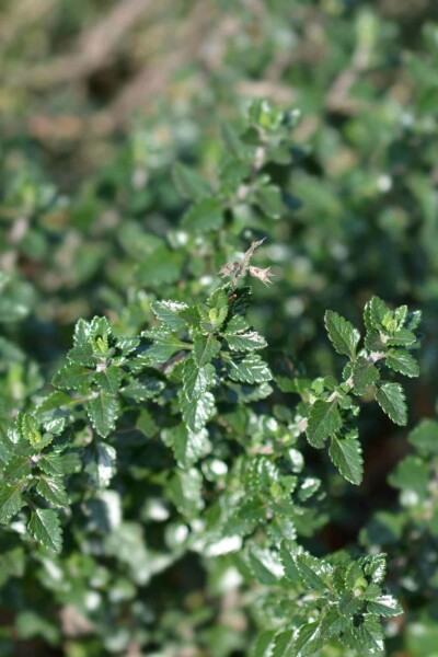 Germandrée Teucrium lucidrys 5-10 pot P9 Teucrium lucidrys