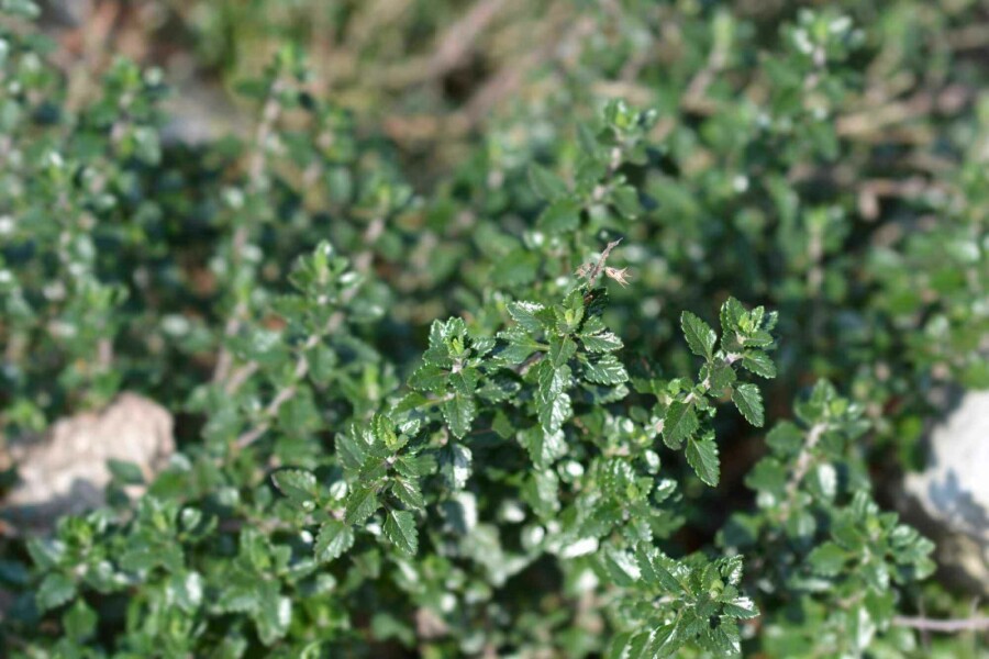 Germandrée Teucrium lucidrys 5-10 pot P9 Teucrium lucidrys