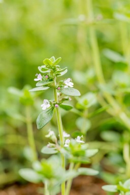 Thym au citron Thymus citriodorus 5-10 pot P9 Thymus citriodorus
