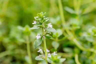 Thym au citron Thymus citriodorus 5-10 pot P9 Thymus citriodorus