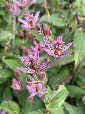 Lys des crapauds Tricyrtis formosana 5-10 pot P9 Tricyrtis formosana