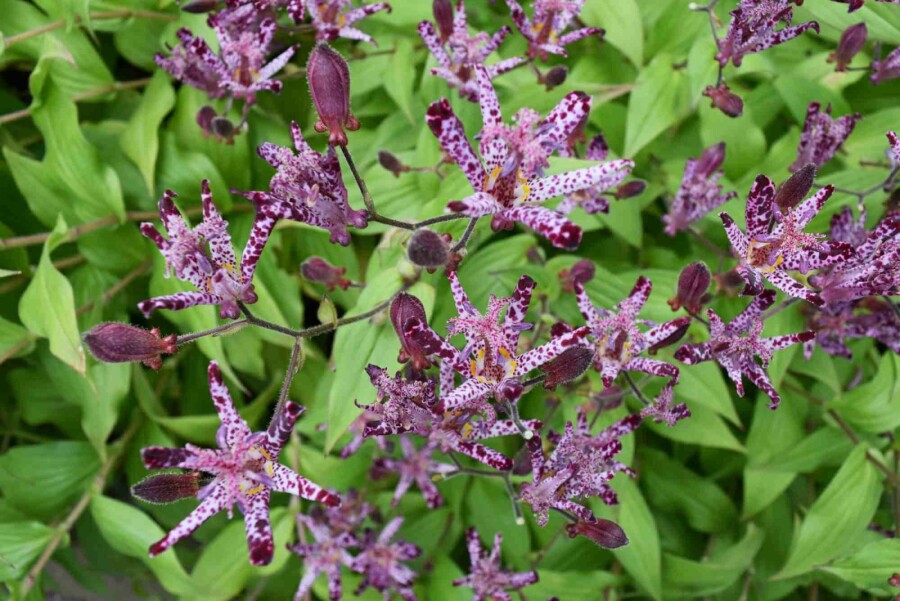 Lis des crapauds Tricyrtis hirta 5-10 pot P9 Tricyrtis hirta