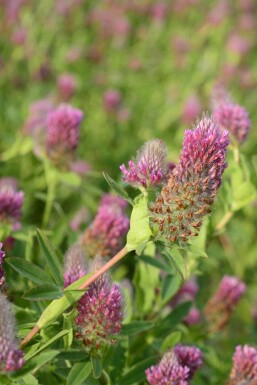 Trèfle pourpre Trifolium rubens 5-10 pot P9 Trifolium rubens