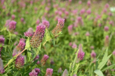Trèfle pourpre Trifolium rubens 5-10 pot P9 Trifolium rubens