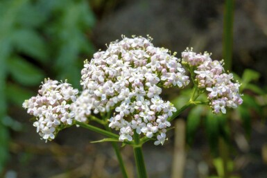 Valériane Valeriana officinalis 5-10 pot P9 Valeriana officinalis
