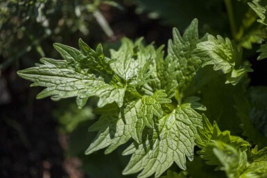 Valériane Valeriana officinalis 5-10 pot P9 Valeriana officinalis