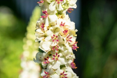 Molène de chaix Verbascum chaixii 'Album' 5-10 pot P9 Verbascum chaixii 'Album'