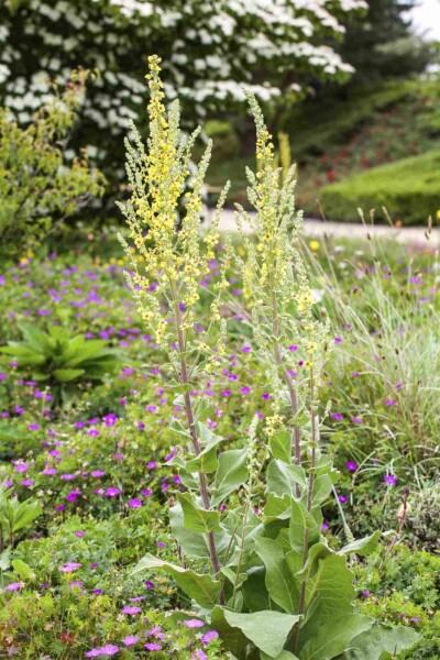 Molène Verbascum olympicum 5-10 pot P9 Verbascum olympicum
