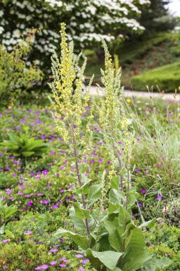 Molène Verbascum olympicum 5-10 pot P9 Verbascum olympicum