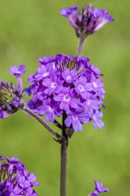 Verveine rigide Verbena rigida 5-10 pot P9 Verbena rigida
