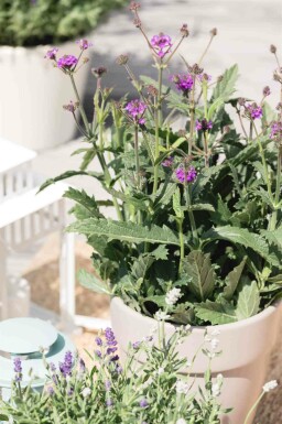 Verveine rigide Verbena rigida 5-10 pot P9 Verbena rigida