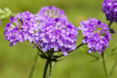 Verveine rigide Verbena rigida 5-10 pot P9 Verbena rigida