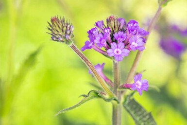 Verveine rigide Verbena rigida 5-10 pot P9 Verbena rigida