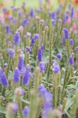 Véronique à longues feuilles Veronica longifolia 5-10 pot P9 Veronica longifolia