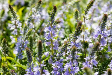Véronique rampante Veronica prostrata 5-10 pot P9 Veronica prostrata